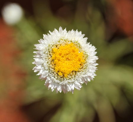 Alice Springs Desert Park - Accommodation Brunswick Heads 1