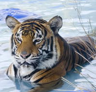 Zoo Doo Wildlife Park - Accommodation Brunswick Heads