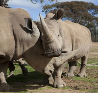 Monarto Zoo - Accommodation Brunswick Heads