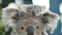 Port Macquarie NSW Accommodation Brunswick Heads
