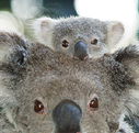 Billabong Koala and Wildlife Park - Accommodation Brunswick Heads