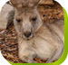 Calmsley Hill City Farm - Accommodation Brunswick Heads