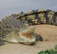 Dundee's Wildlife Park - Accommodation Brunswick Heads