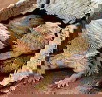 Alice Springs Reptile Centre - Accommodation Brunswick Heads