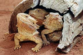 Alice Springs Reptile Centre - Accommodation Brunswick Heads 0