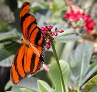 Butterfly Farm - Accommodation Brunswick Heads