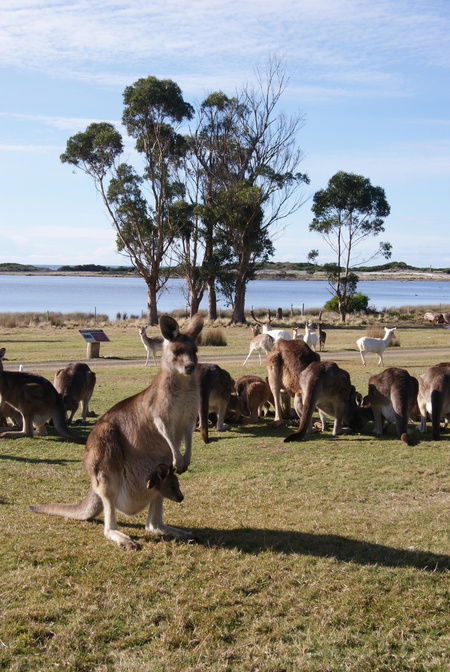 East Coast Natureworld - Accommodation Brunswick Heads 1