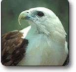 Kakadu National Park - Accommodation Brunswick Heads