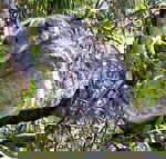 Koala Conservation Centre - Accommodation Brunswick Heads