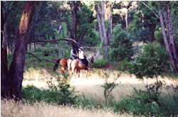 High Country Horses - Accommodation Brunswick Heads 1