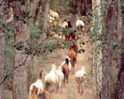High Country Horses - Accommodation Brunswick Heads 2