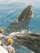 Storeyline Tours - Accommodation Brunswick Heads 1