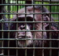 Rockhampton Zoo - Accommodation Brunswick Heads