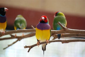 Kyabram Fauna Park - Accommodation Brunswick Heads 1
