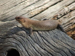 Kyabram Fauna Park - Accommodation Brunswick Heads 2