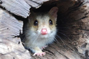 Kyabram Fauna Park - Accommodation Brunswick Heads 3