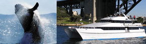 Prestige Harbour Cruises - Accommodation Brunswick Heads 3