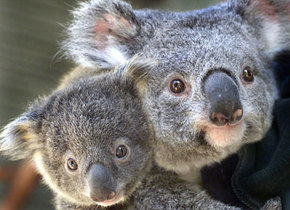 Symbio Wildlife Gardens - Accommodation Brunswick Heads 1
