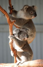 Waterways Wildlife Park - Accommodation Brunswick Heads 1