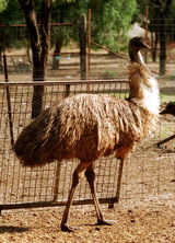 Waterways Wildlife Park - Accommodation Brunswick Heads 2