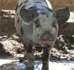 Wagga Wagga Zoo - Accommodation Brunswick Heads