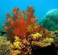 Three Islands Whale Shark Dive - Accommodation Brunswick Heads