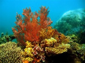 Three Islands Whale Shark Dive - Accommodation Brunswick Heads 0