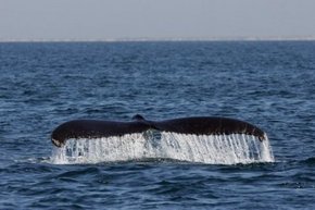 Three Islands Whale Shark Dive - Accommodation Brunswick Heads 1