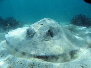 Three Islands Whale Shark Dive - Accommodation Brunswick Heads 2