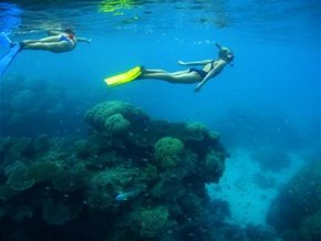 Three Islands Whale Shark Dive - Accommodation Brunswick Heads 3