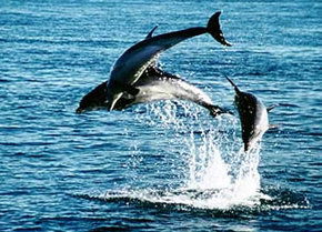 Polperro Dolphin Swims - Accommodation Brunswick Heads 1