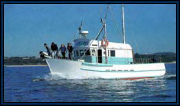 Polperro Dolphin Swims - Accommodation Brunswick Heads 2
