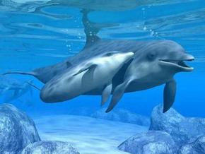 Polperro Dolphin Swims - Accommodation Brunswick Heads 3