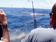 Downunder Charters - Accommodation Brunswick Heads 3