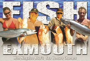 Ningaloo Blue Dive - Accommodation Brunswick Heads 2