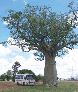 Kununurra Cruises - Accommodation Brunswick Heads 1