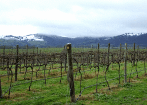 Kinloch Wines - Accommodation Brunswick Heads