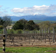 Buller View Wines - Accommodation Brunswick Heads