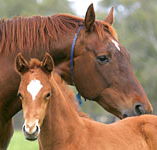 Blue Gum Farm - Accommodation Brunswick Heads