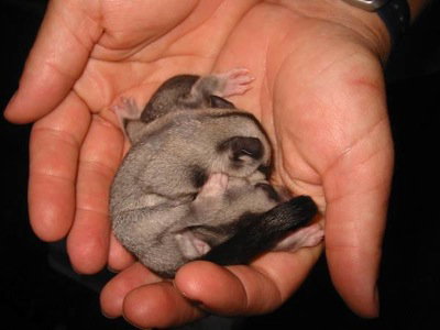 Cool Companions - Accommodation Brunswick Heads 0