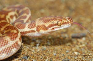 Cool Companions - Accommodation Brunswick Heads 1