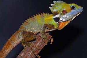 Cool Companions - Accommodation Brunswick Heads 2