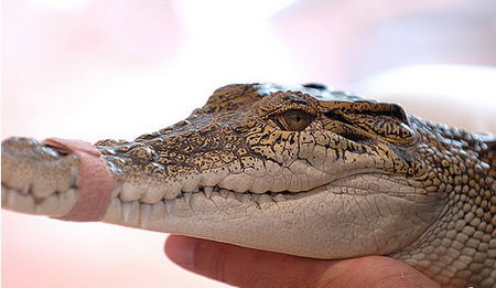 Cool Companions - Accommodation Brunswick Heads 3