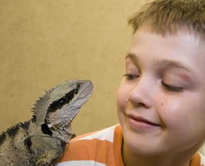 Geckoes Wildlife Presentations - Accommodation Brunswick Heads 2