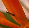 Zen Day Spa - Accommodation Brunswick Heads