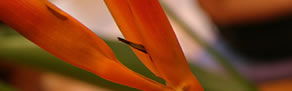 Zen Day Spa - Accommodation Brunswick Heads 0