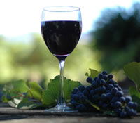 Lion Mill Vineyards - Accommodation Brunswick Heads 0
