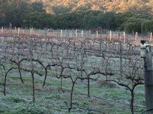Lion Mill Vineyards - Accommodation Brunswick Heads 1