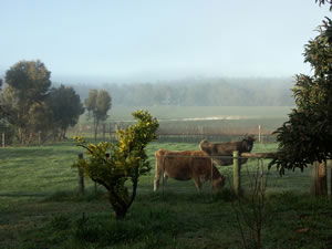 Lion Mill Vineyards - Accommodation Brunswick Heads 2