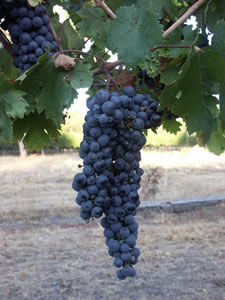Lion Mill Vineyards - Accommodation Brunswick Heads 3